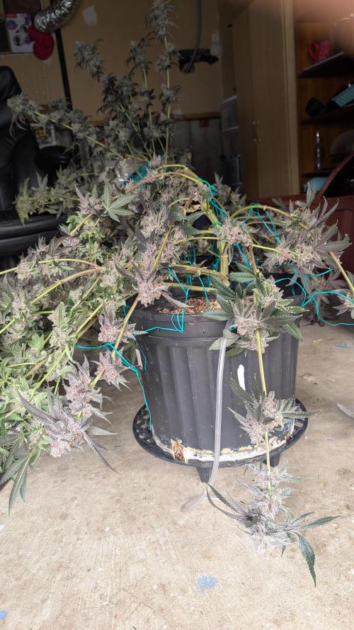 More Clearwater Genetics. Week 15