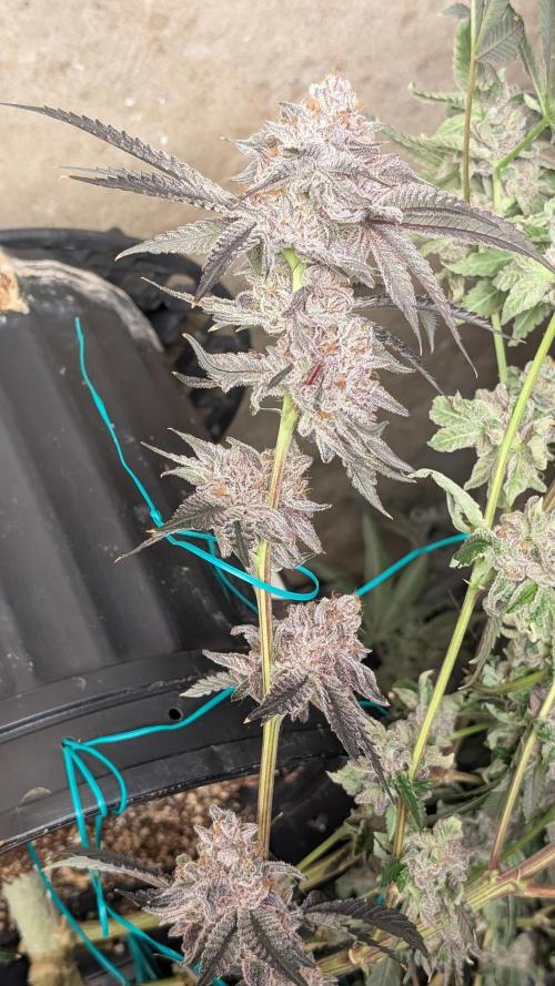 More Clearwater Genetics. Week 15