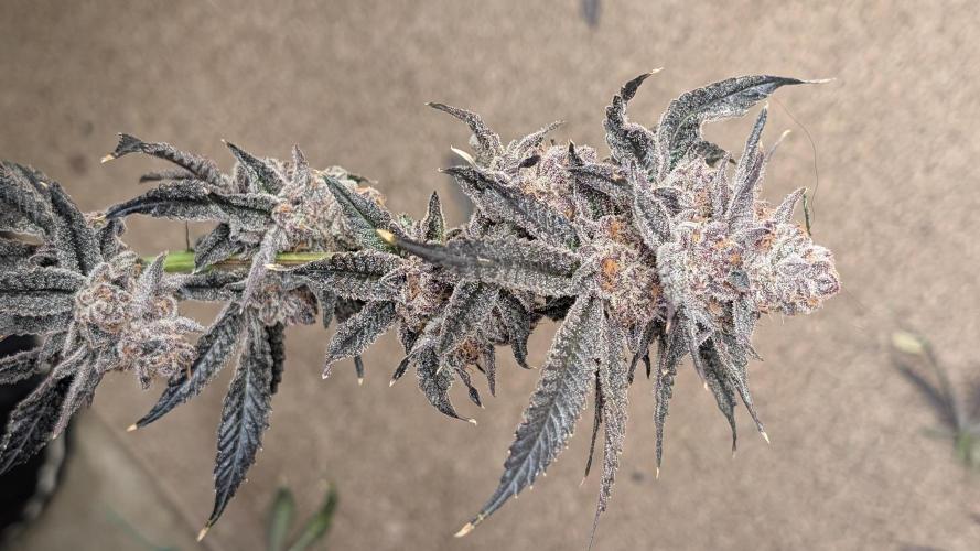 More Clearwater Genetics. Week 15