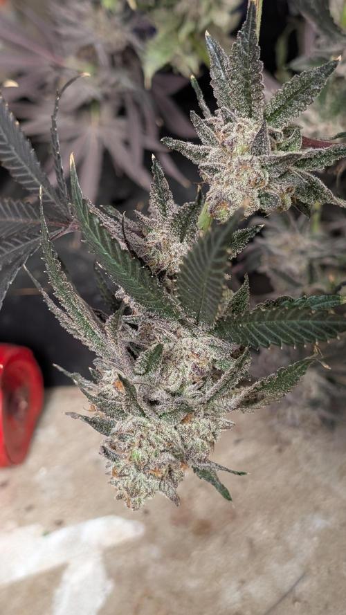 More Clearwater Genetics. Week 15