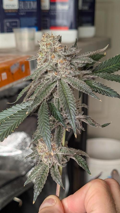 More Clearwater Genetics. Week 15