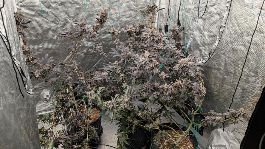 More Clearwater Genetics. Week 15