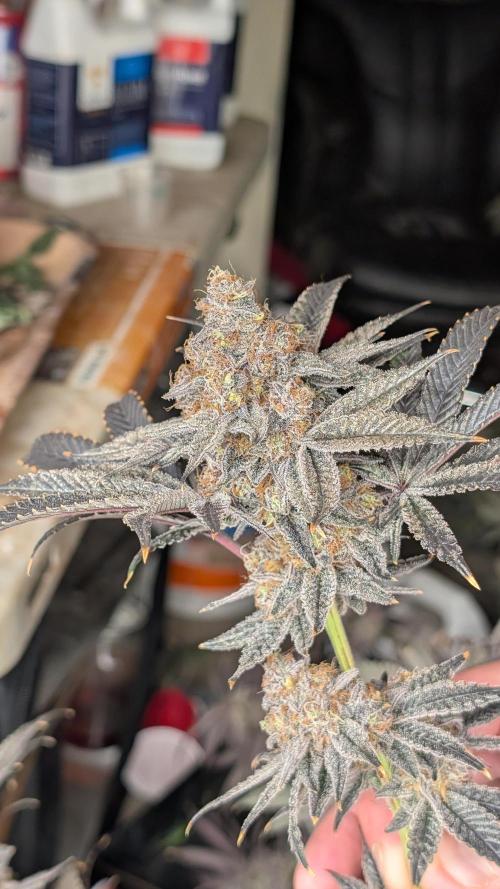 More Clearwater Genetics. Week 15