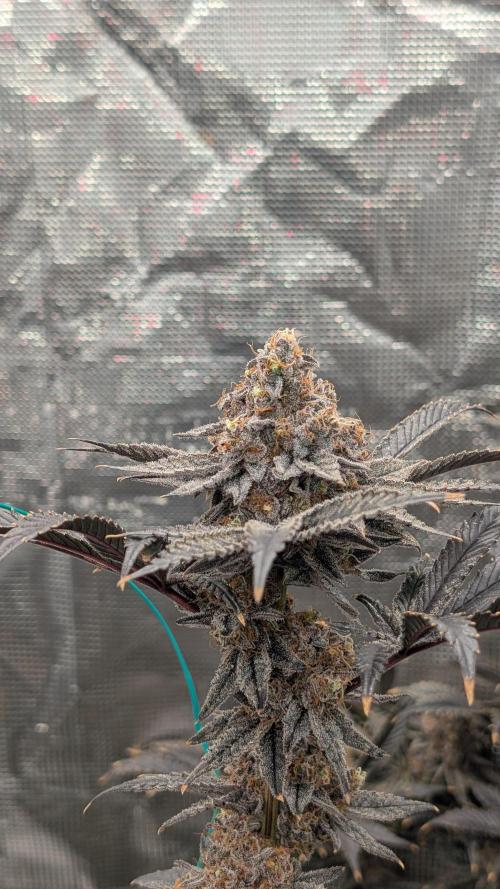 More Clearwater Genetics. Week 15