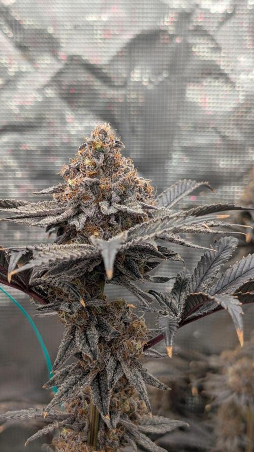 More Clearwater Genetics. Week 15