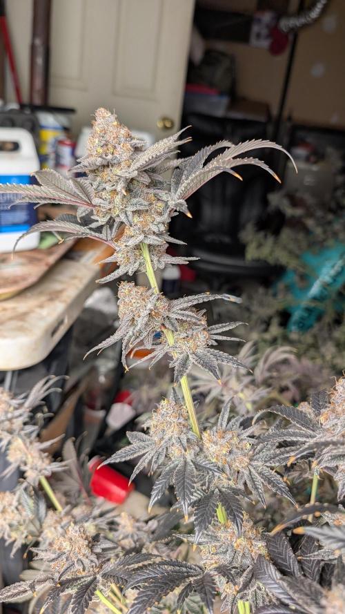 More Clearwater Genetics. Week 15