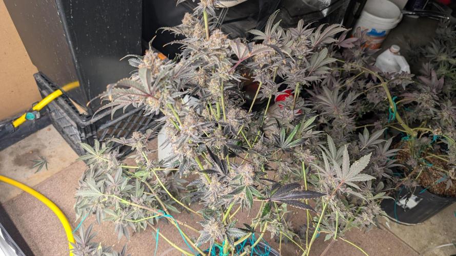 More Clearwater Genetics. Week 15