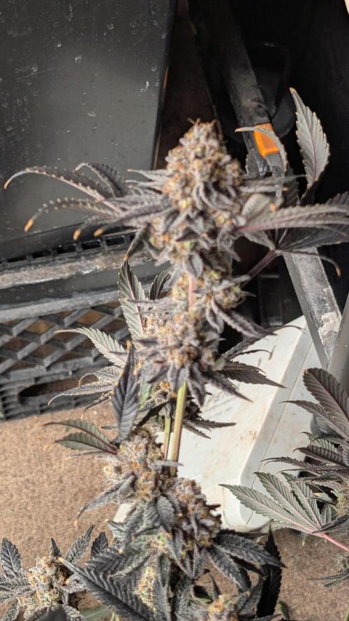 More Clearwater Genetics. Week 15