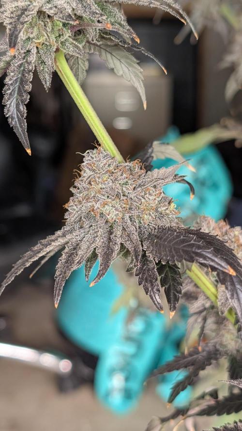 More Clearwater Genetics. Week 15