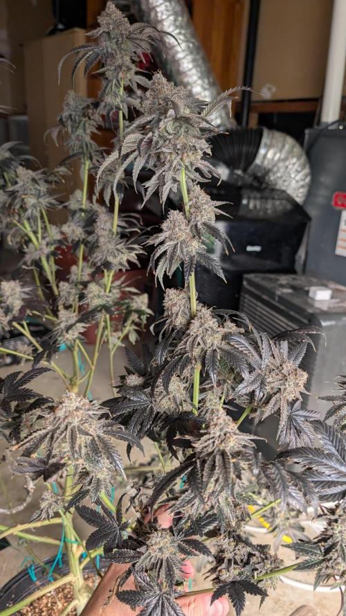 More Clearwater Genetics. Week 15