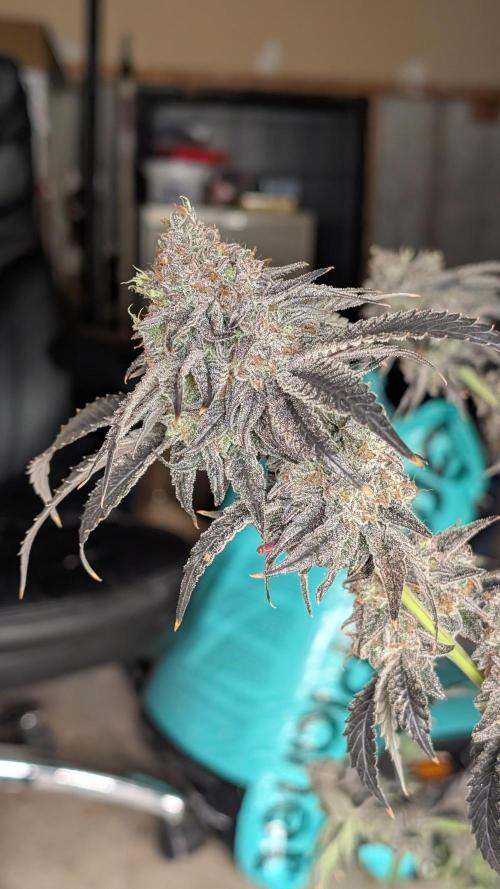 More Clearwater Genetics. Week 15