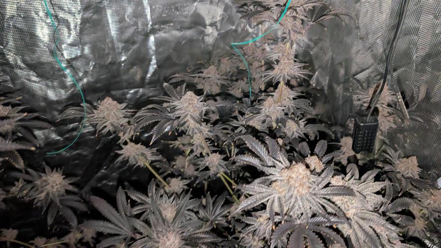 More Clearwater Genetics. Week 15