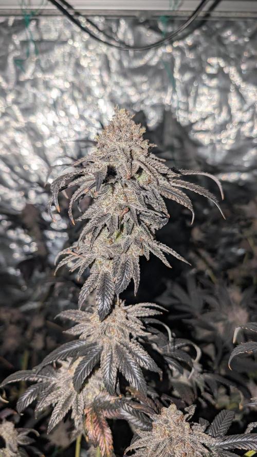 More Clearwater Genetics. Week 15