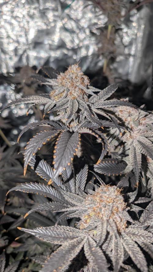 More Clearwater Genetics. Week 15