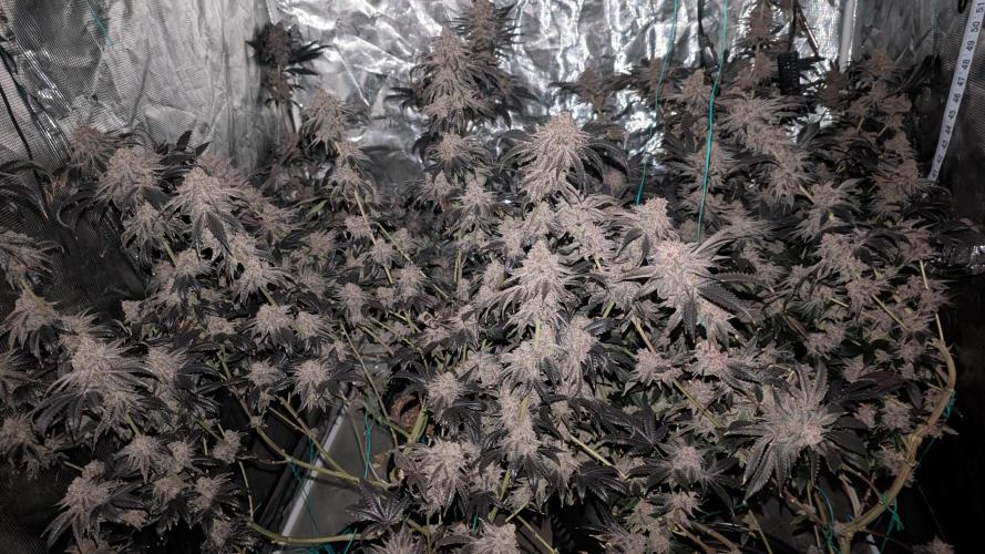 More Clearwater Genetics. Week 15