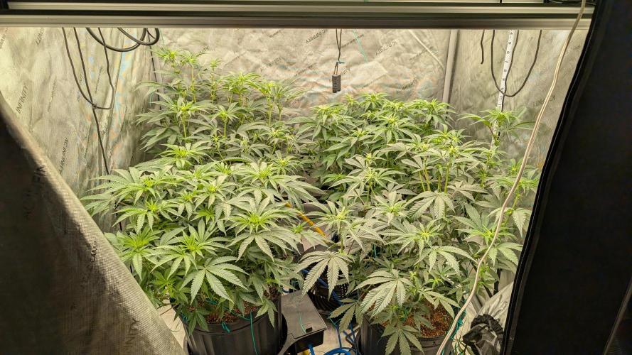 Ethos | Exotic Genetix. Week 9