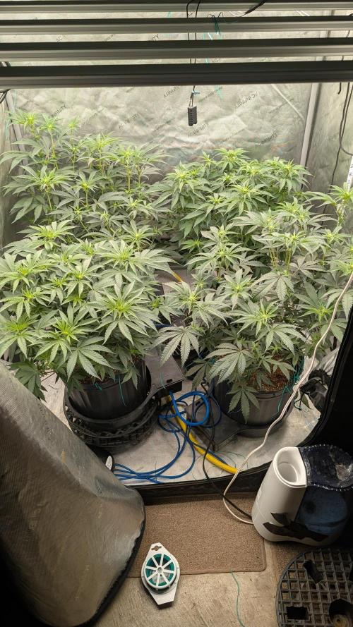Ethos | Exotic Genetix. Week 9
