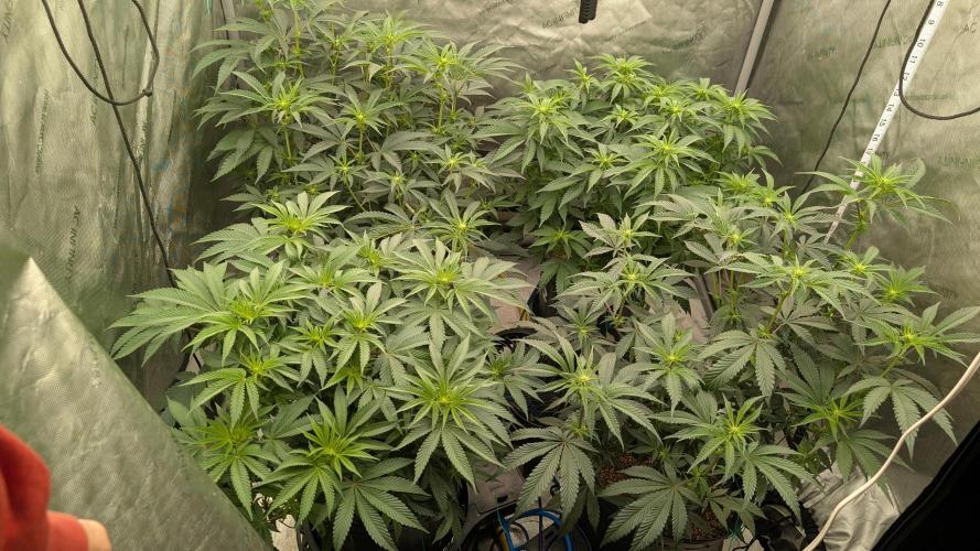 Ethos | Exotic Genetix. Week 9