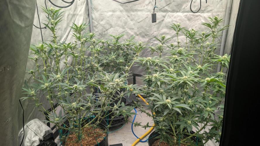 Ethos | Exotic Genetix. Week 10 - 1 day after defol