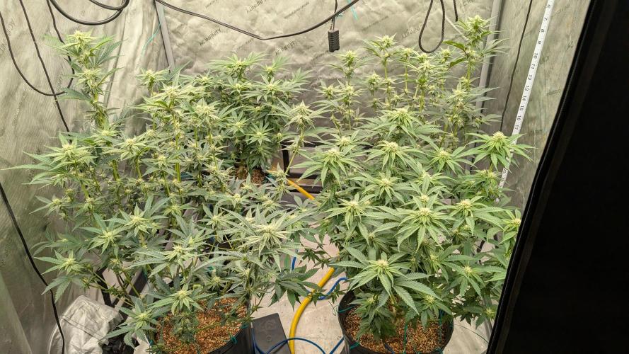 Ethos | Exotic Genetix. Week 10 - Day 5 after defol 😎