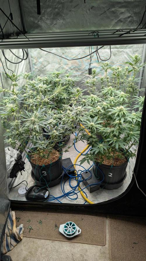 Ethos | Exotic Genetix. Week 10