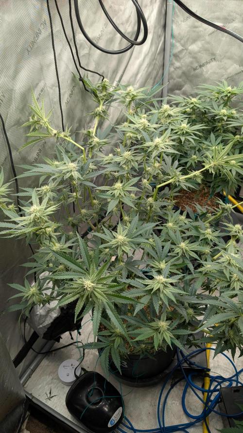 Ethos | Exotic Genetix. Week 10