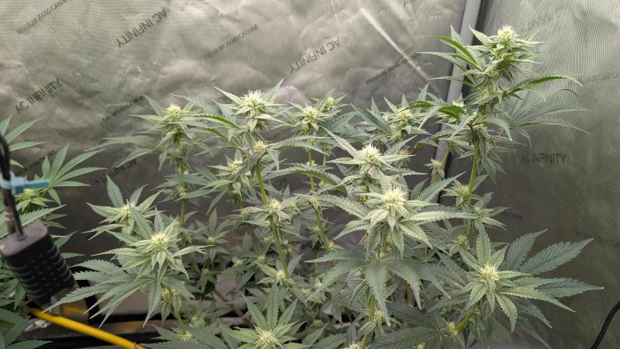 Ethos | Exotic Genetix. Week 10