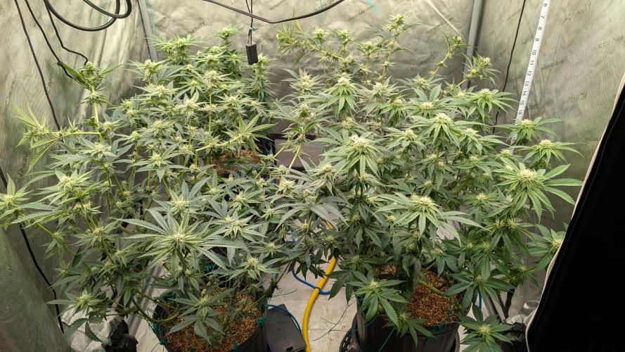 Ethos | Exotic Genetix. Week 10