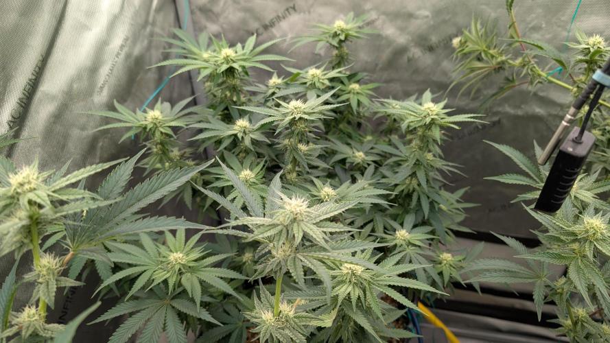 Ethos | Exotic Genetix. Week 10