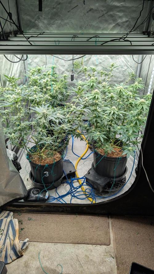 Ethos | Exotic Genetix. Week 10