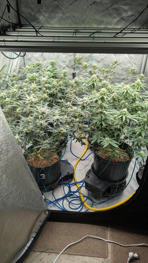 Ethos | Exotic Genetix. Week 11