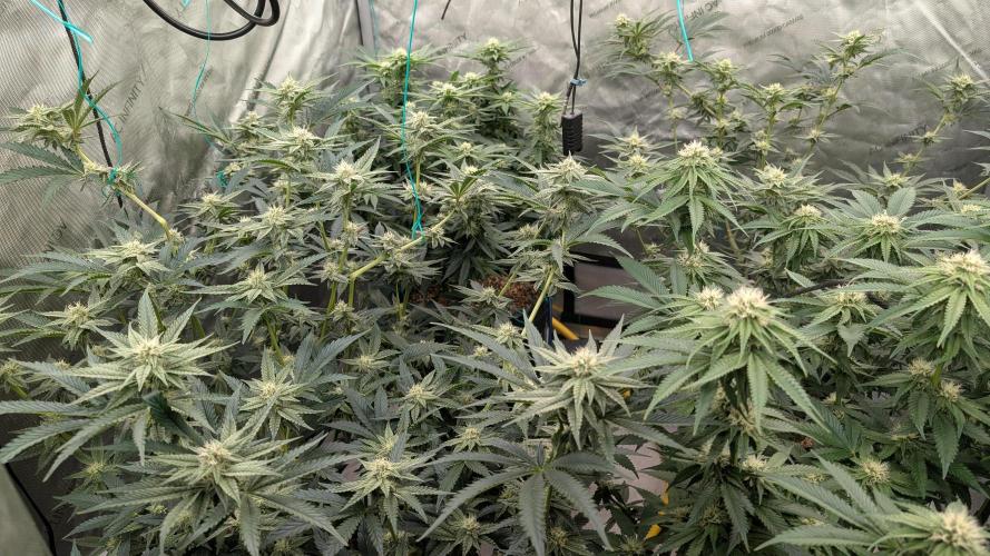 Ethos | Exotic Genetix. Week 11