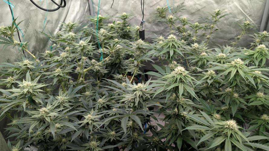 Ethos | Exotic Genetix. Week 11