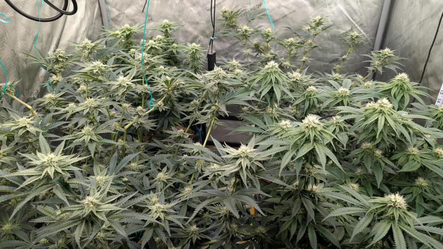 Ethos | Exotic Genetix. Week 11