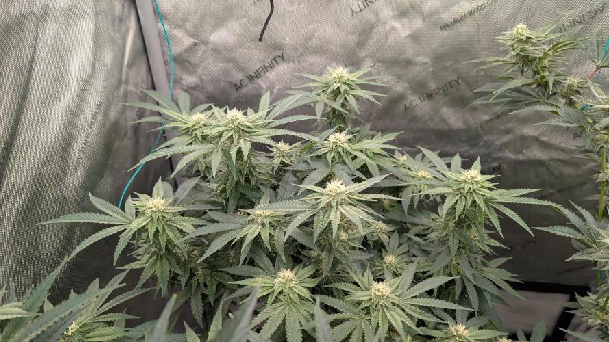 Ethos | Exotic Genetix. Week 11