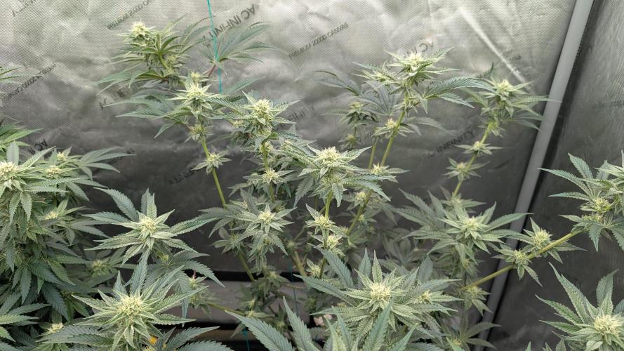 Ethos | Exotic Genetix. Week 11