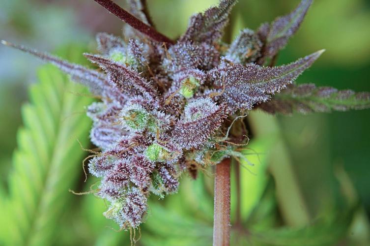 Purple Punch OG🍇II. Week 14