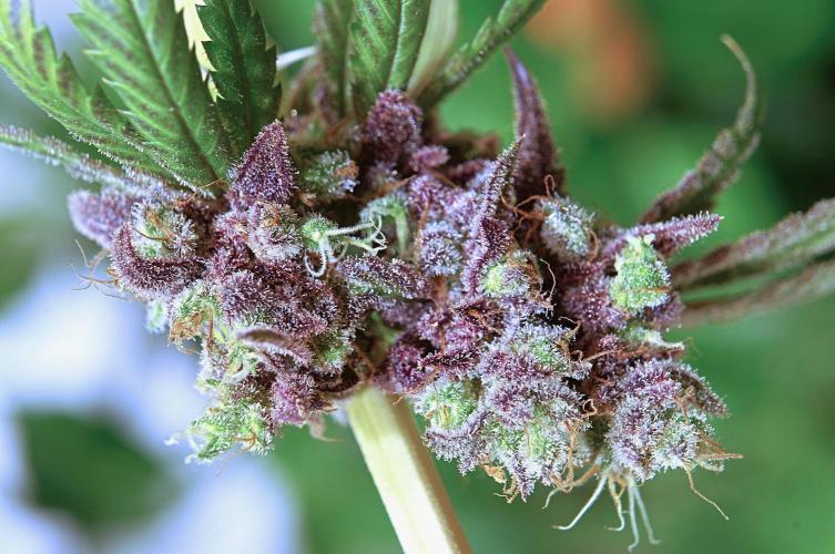 Purple Punch OG🍇II. Week 14