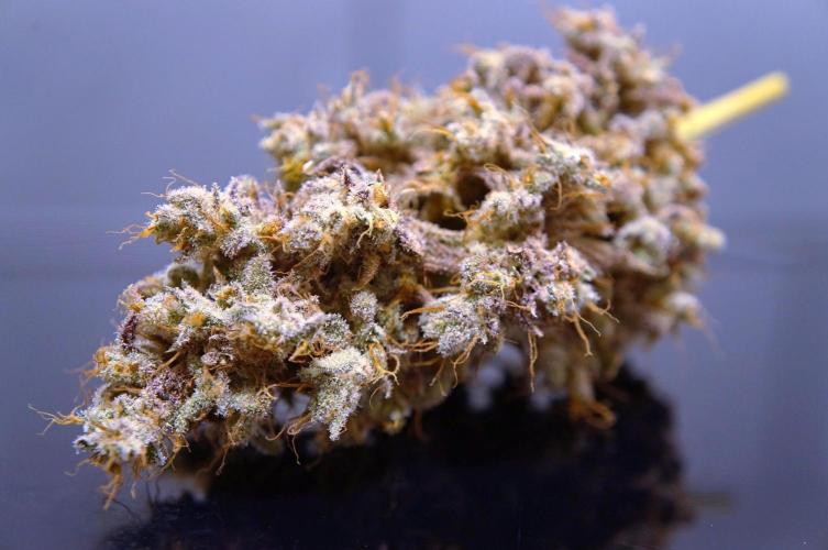 Purple Punch OG🍇II. Week 14