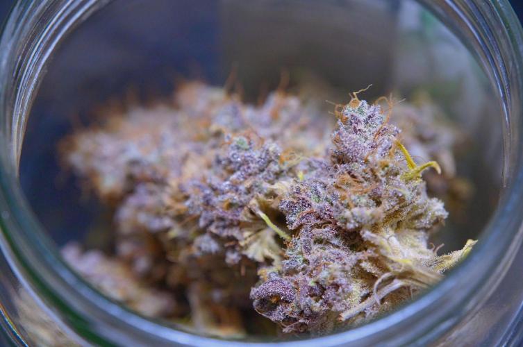 Purple Punch OG🍇II. Week 14