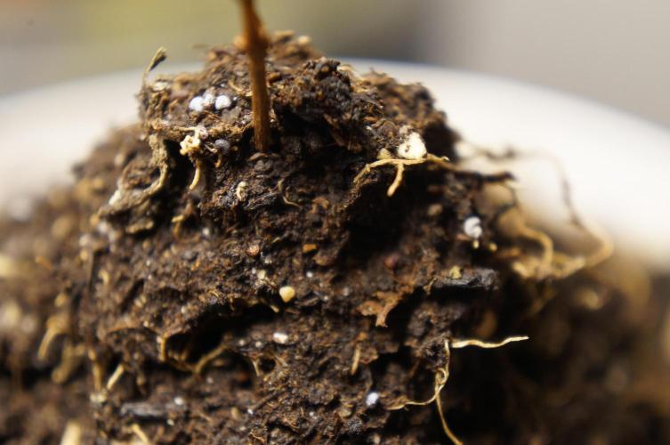 🔞Papaver Somniferum VI. Week 0