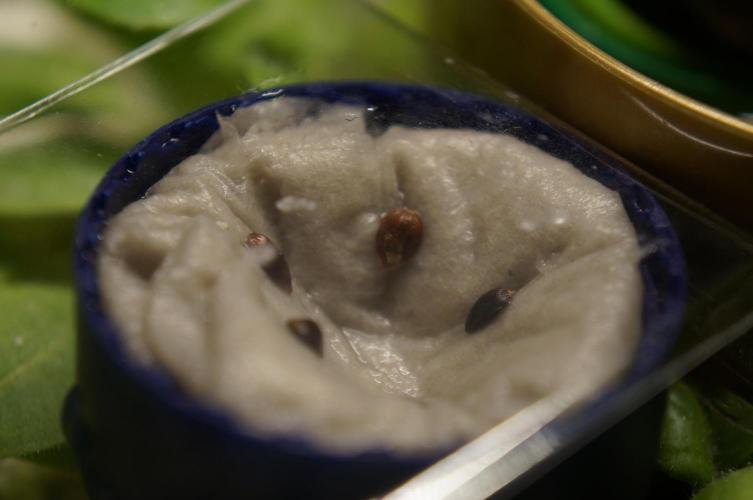 Ma Huang / Ephedra Sinica. Week 0