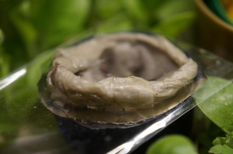 Ma Huang / Ephedra Sinica. Week 2