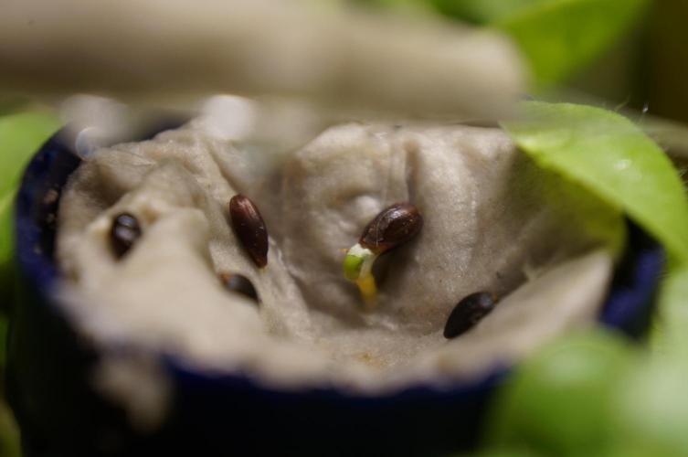 Ma Huang / Ephedra Sinica. Week 2