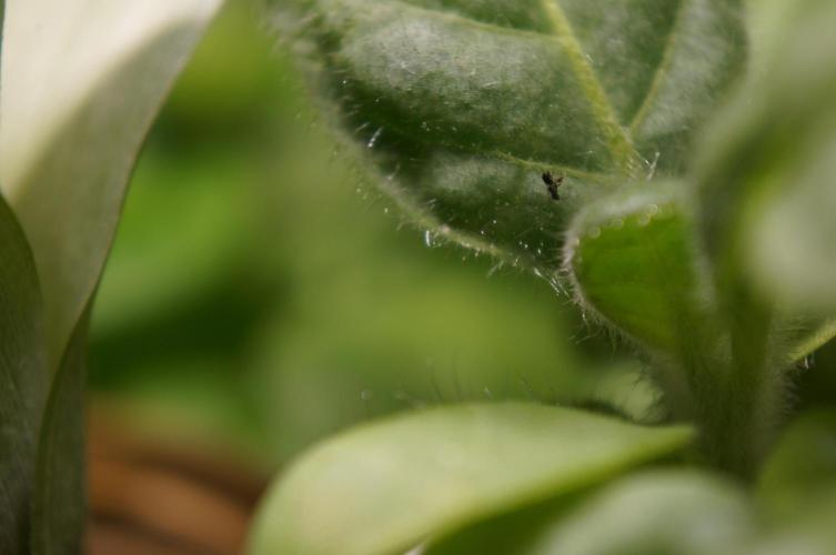 Ma Huang / Ephedra Sinica. Week 2