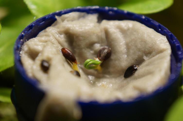 Ma Huang / Ephedra Sinica. Week 2