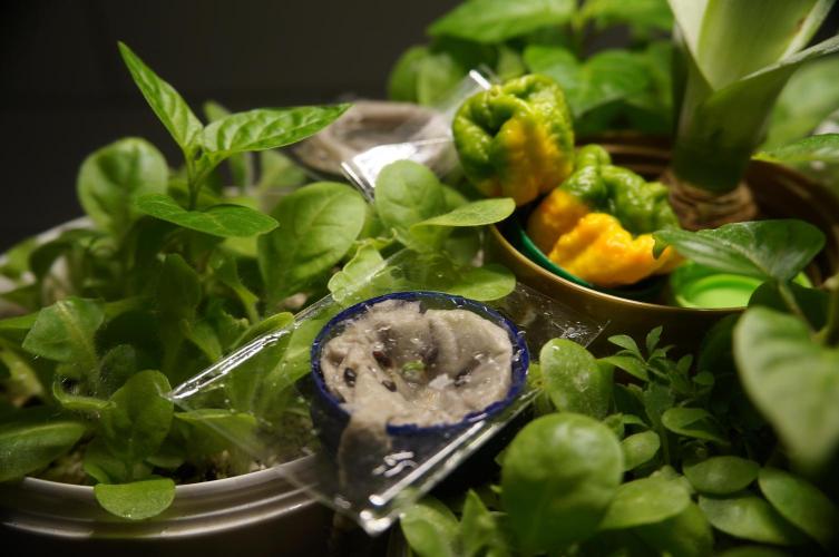 Ma Huang / Ephedra Sinica. Week 2