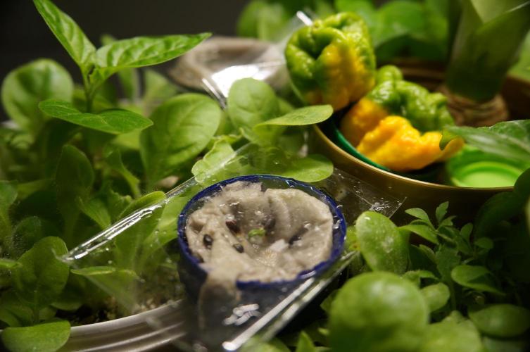 Ma Huang / Ephedra Sinica. Week 2