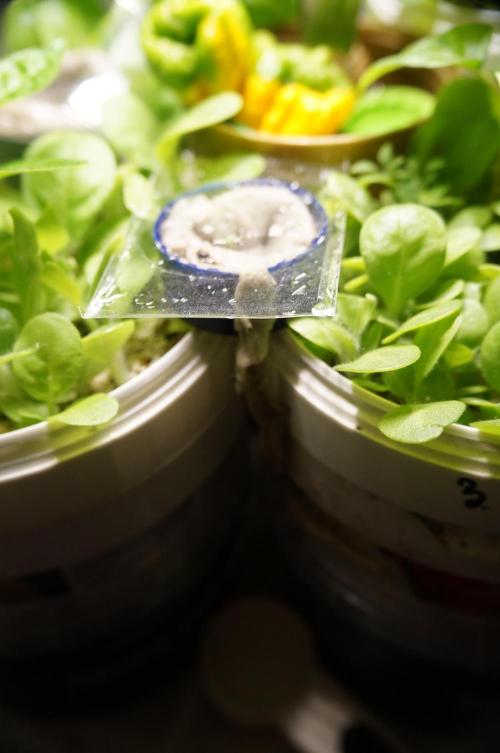 Ma Huang / Ephedra Sinica. Week 2