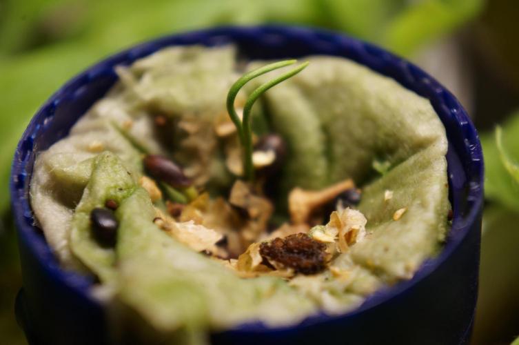 Ma Huang / Ephedra Sinica. Week 2